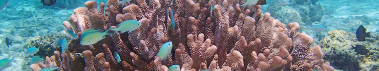 珊瑚礁の海