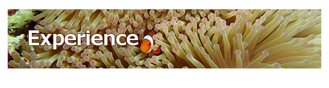 宮古島のダイビングならヤビジ