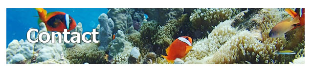 宮古島のダイビングならヤビジ